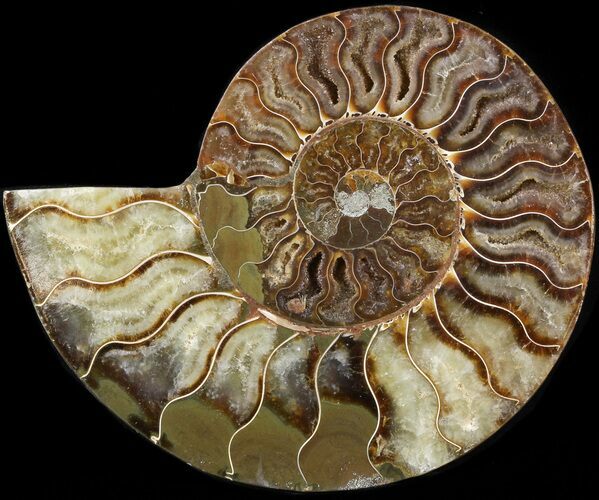 Cut Ammonite Fossil (Half) - Agatized #42530